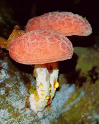 Wrinkled Peach