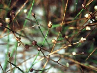 Dwarf spikerush (Eleocharis parvula) plant