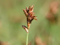 Flat-sedge
