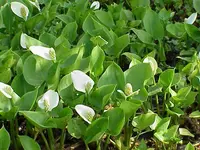 Bog Arum
