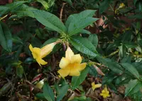 bush allamanda