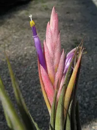 Tillandsia circinnatioides (Tillandsia circinnatioides) plant
