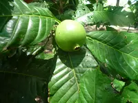 borojó