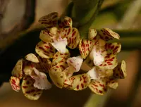 Acampe pachyglossa