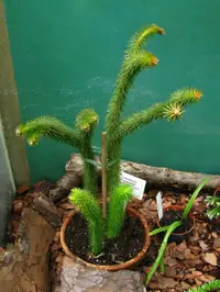 Huperzia squarrosa