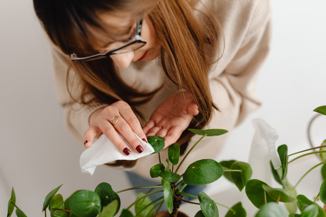 Plant care