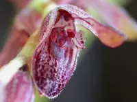 Acianthera pubescens (Acianthera pubescens) plant