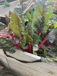 Beta vulgaris var. vulgaris