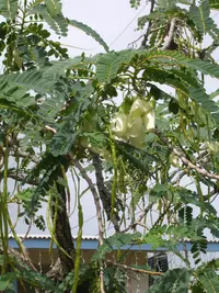 vegetable hummingbird (Sesbania grandiflora) plant