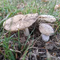 Poison Champagne Amanita