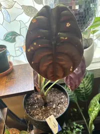 Alocasia cuprea photo by a Botan App user