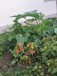 Field pumpkin