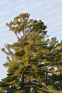eastern white pine (Pinus strobus) plant