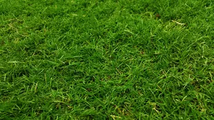 grasses