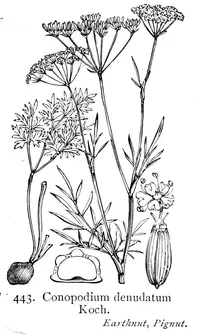 pignut
