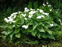 Calla lily (Zantedeschia aethiopica) plant