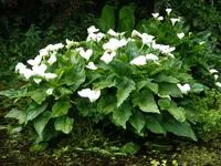Calla lily