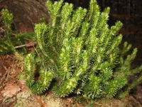 toothed clubmoss (Huperzia serrata) plant