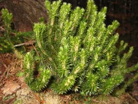 toothed clubmoss