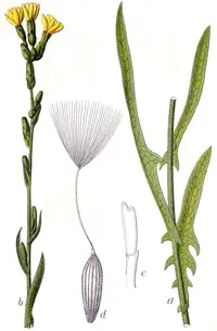 willowleaf lettuce