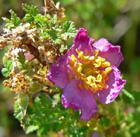 Baja rose