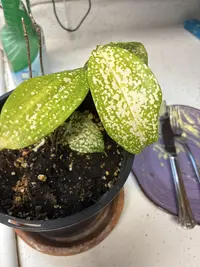 Gold dust dracaena photo by a Botan App user
