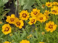Sand coreopsis