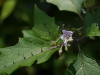 Forest Bitterberry
