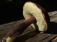 admirable bolete