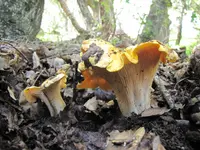 California Golden Chanterelle