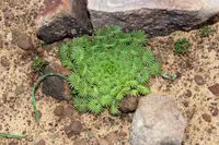 Oxalis palmifrons in the wild