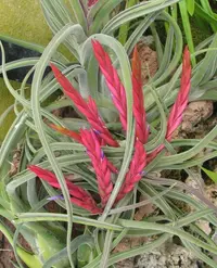 Medusa's head (Tillandsia caput-medusae) plant