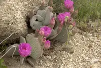 beavertail pricklypear (Opuntia basilaris) plant