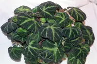 sun-changing begonia
