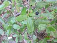 woolly huckleberry (Gaylussacia mosieri) plant