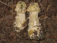 Amanita Mold
