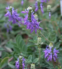 Coleus comosus
