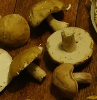 Boletus variipes