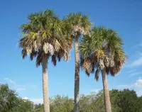 Cabbage palm