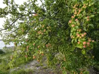 crab apple