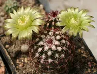 nylon hedgehog cactus
