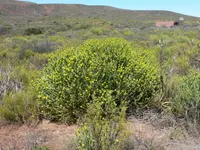 Yellow Milkbush (Euphorbia mauritanica) plant