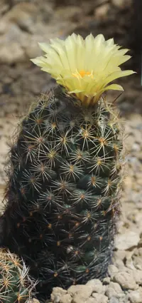 Rhinoceros Cactus (Coryphantha cornifera) plant