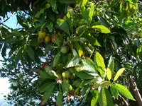 Pouteria juruana (Pouteria juruana) plant