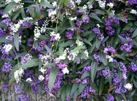Lilac vine