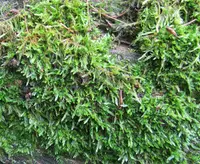 callicladium moss