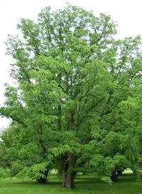 Amur corktree (Phellodendron amurense) plant
