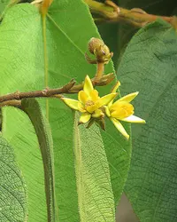 Monkey's comb (Apeiba membranacea) plant