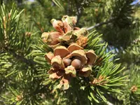 twoneedle pinyon (Pinus edulis) plant