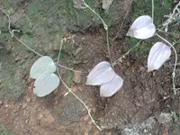 Chinese yam